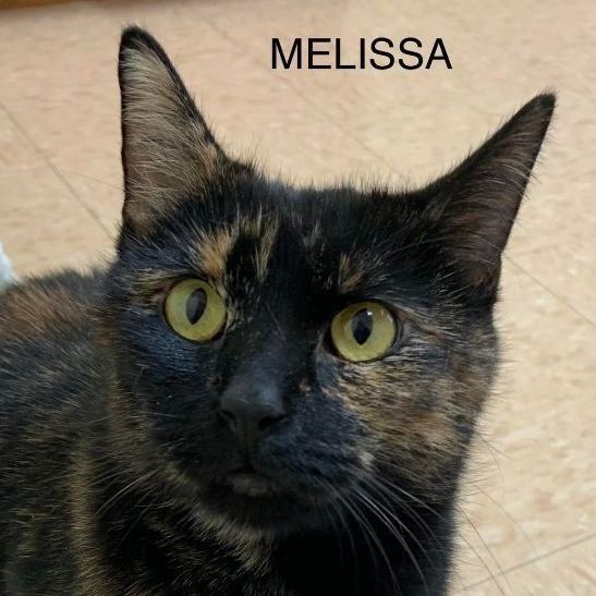 Melissa, a Adoptable Tortoiseshell in Rushville, IL image 1/2