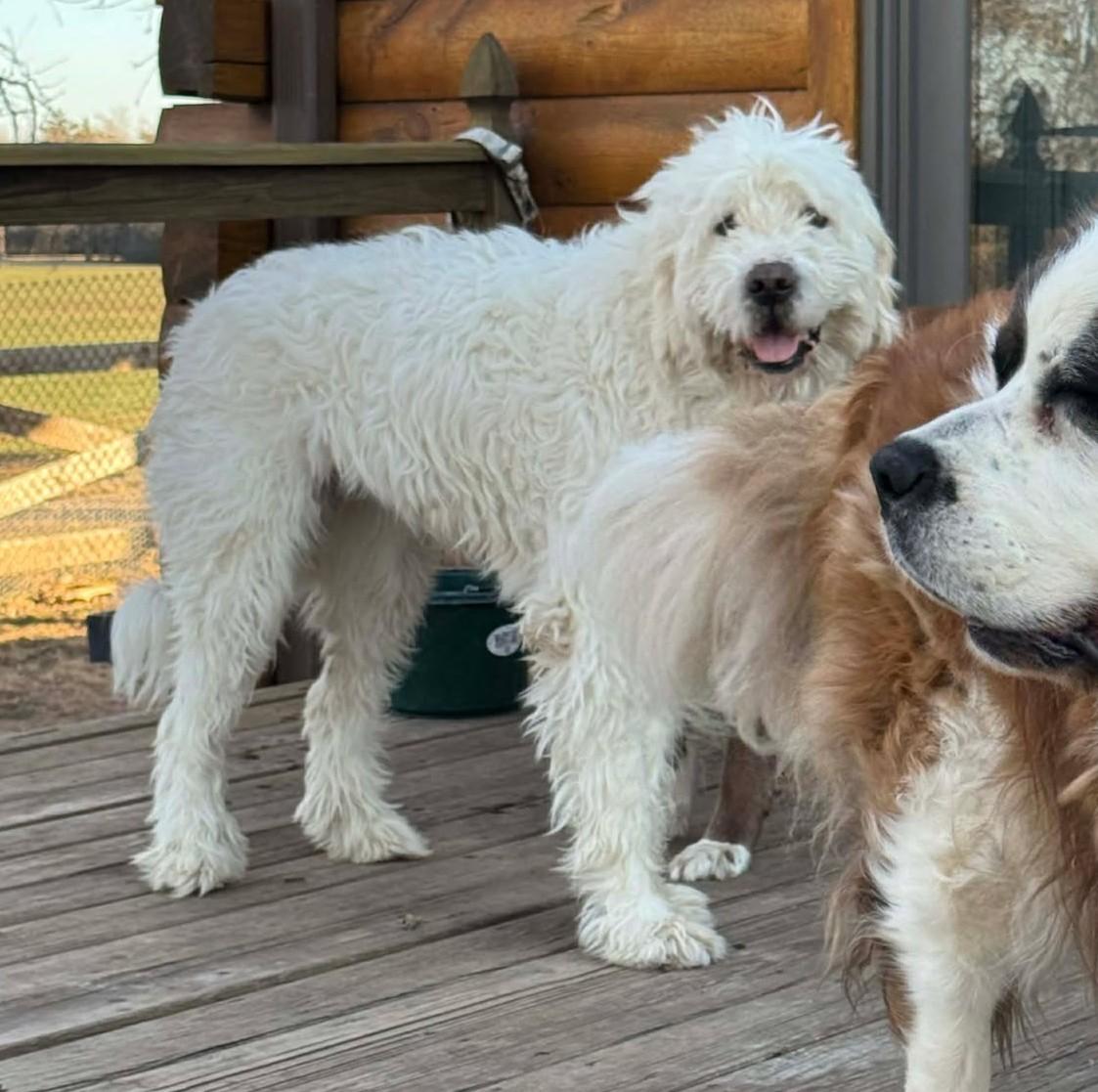 Enlarge Sabrina Carpenter, a ADOPTABLE mixed breed in Kiowa, OK image 5/6