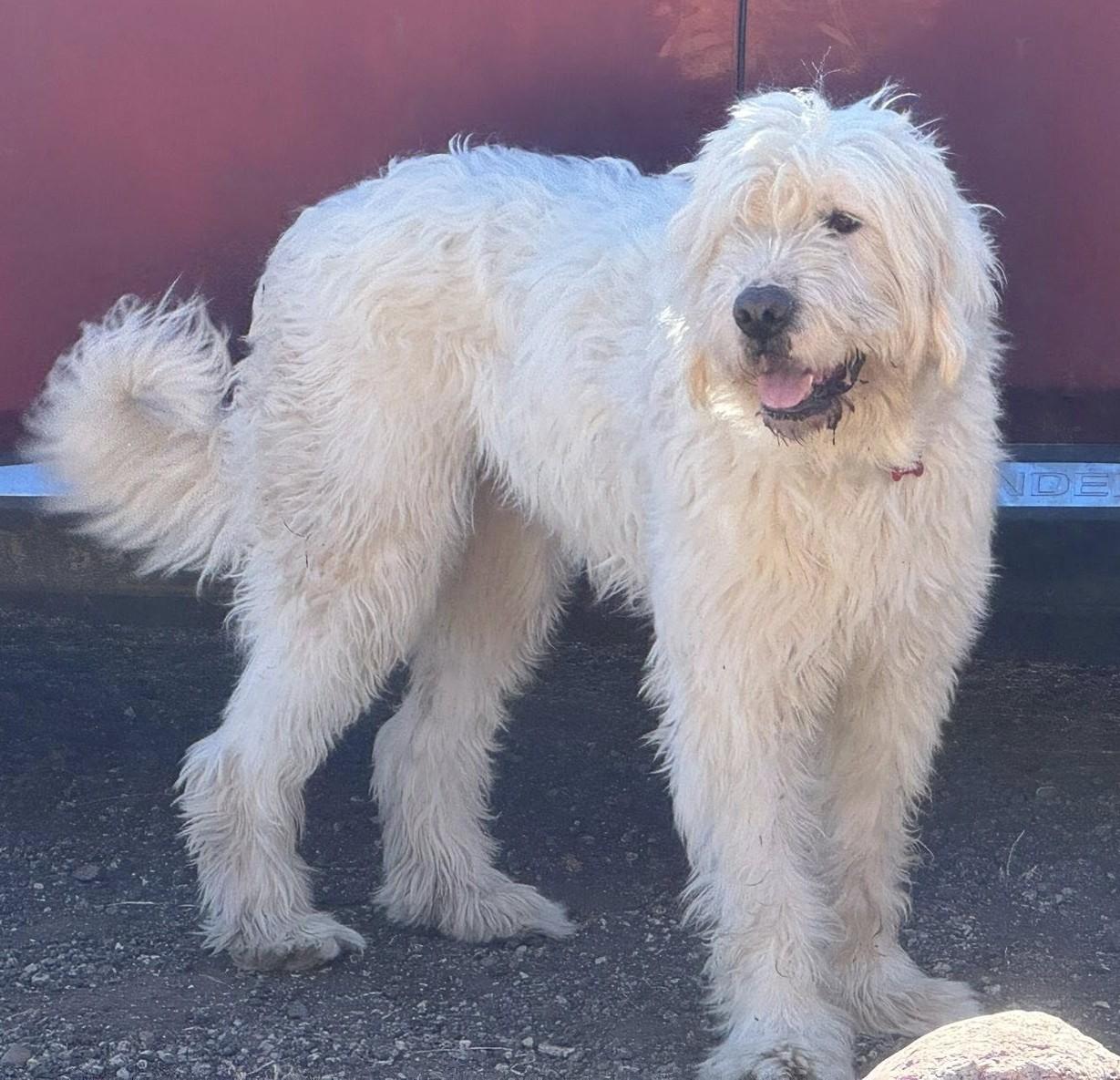 Enlarge Sabrina Carpenter, a ADOPTABLE mixed breed in Kiowa, OK image 6/6