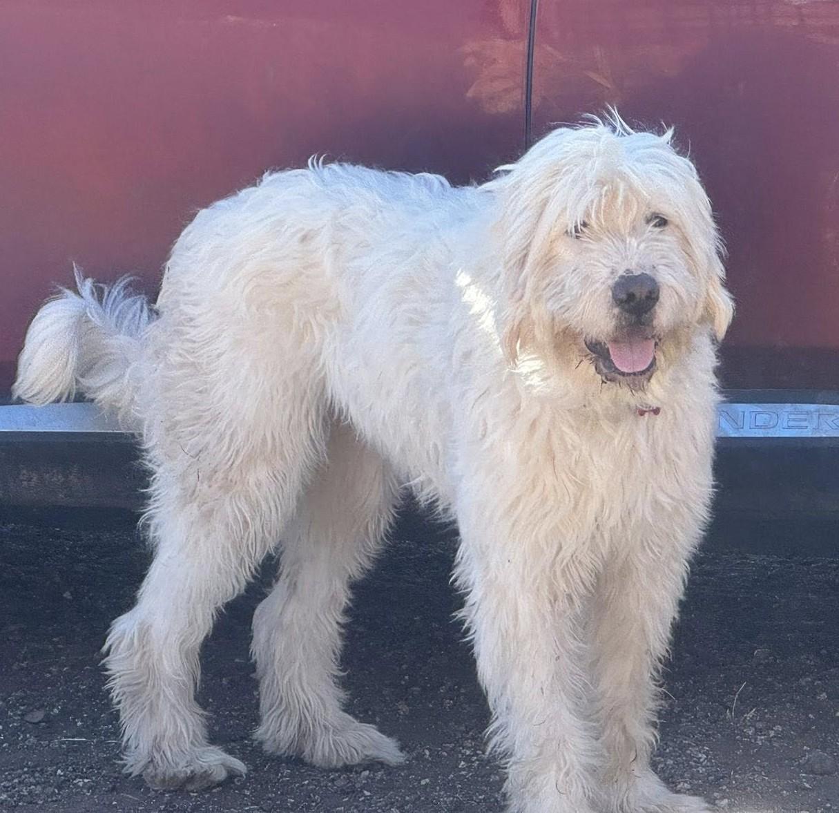 Enlarge Sabrina Carpenter, a ADOPTABLE mixed breed in Kiowa, OK image 1/6