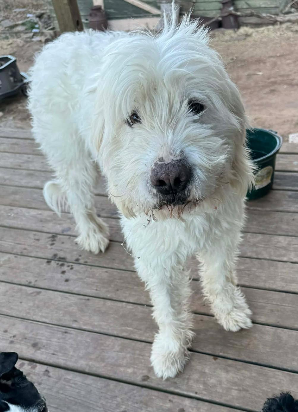 Enlarge Sabrina Carpenter, a ADOPTABLE mixed breed in Kiowa, OK image 3/6