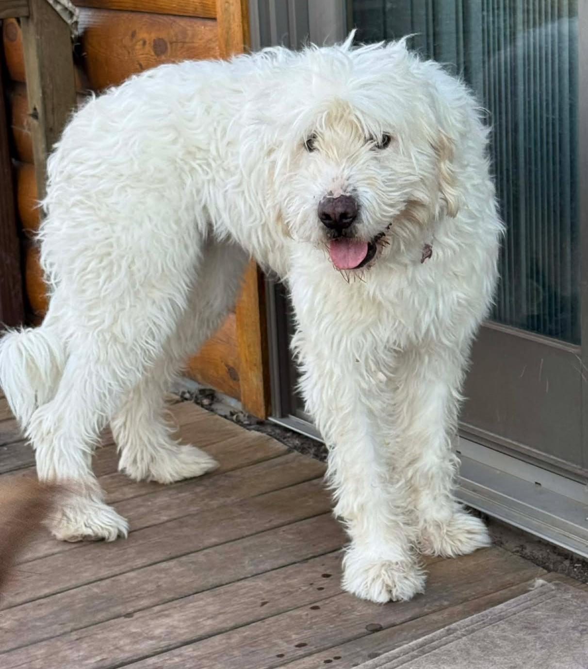 Enlarge Sabrina Carpenter, a ADOPTABLE mixed breed in Kiowa, OK image 2/6