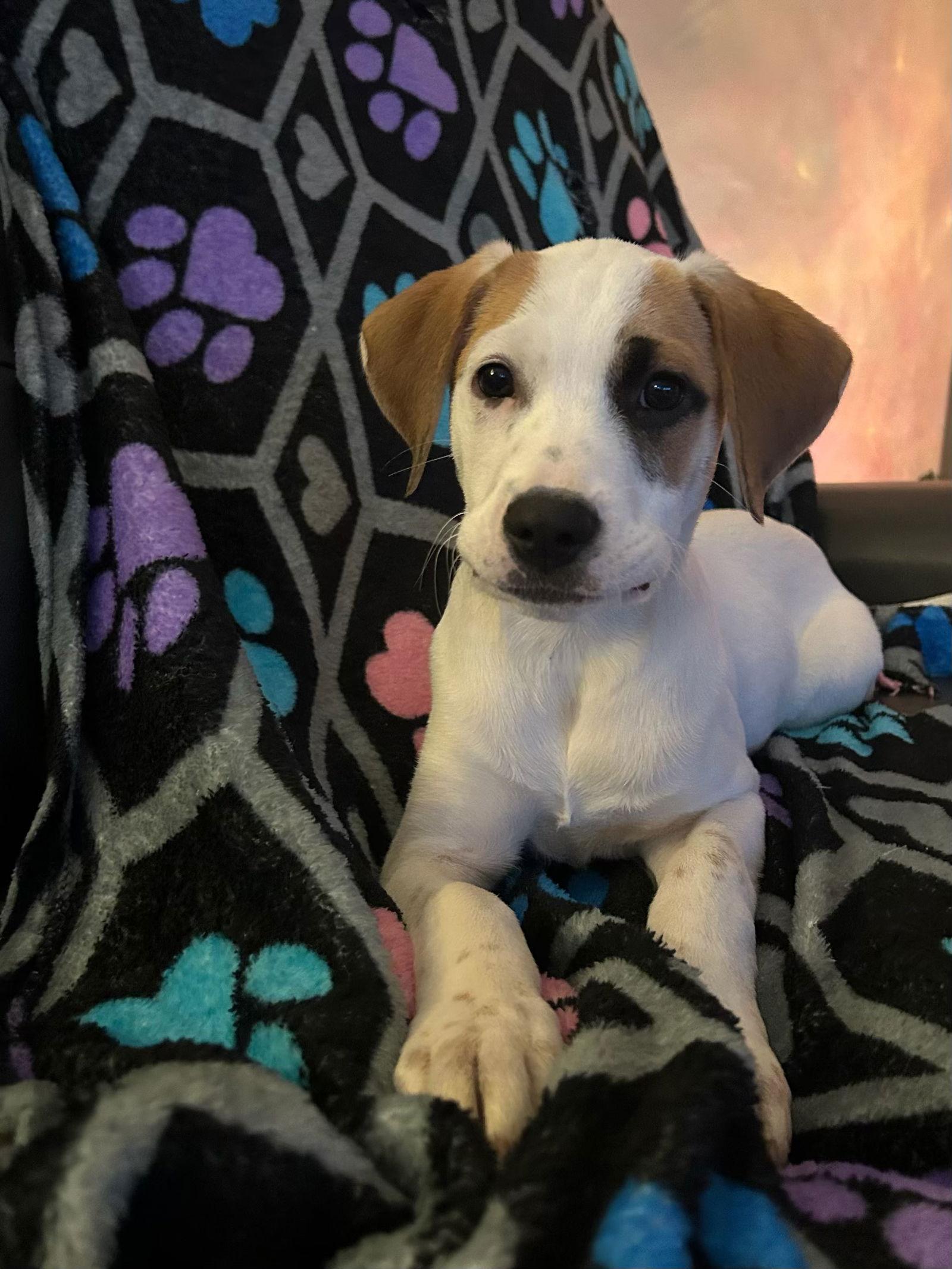 Enlarge Rosie, a Adoptable mixed breed in Barnhart, MO image 1/3