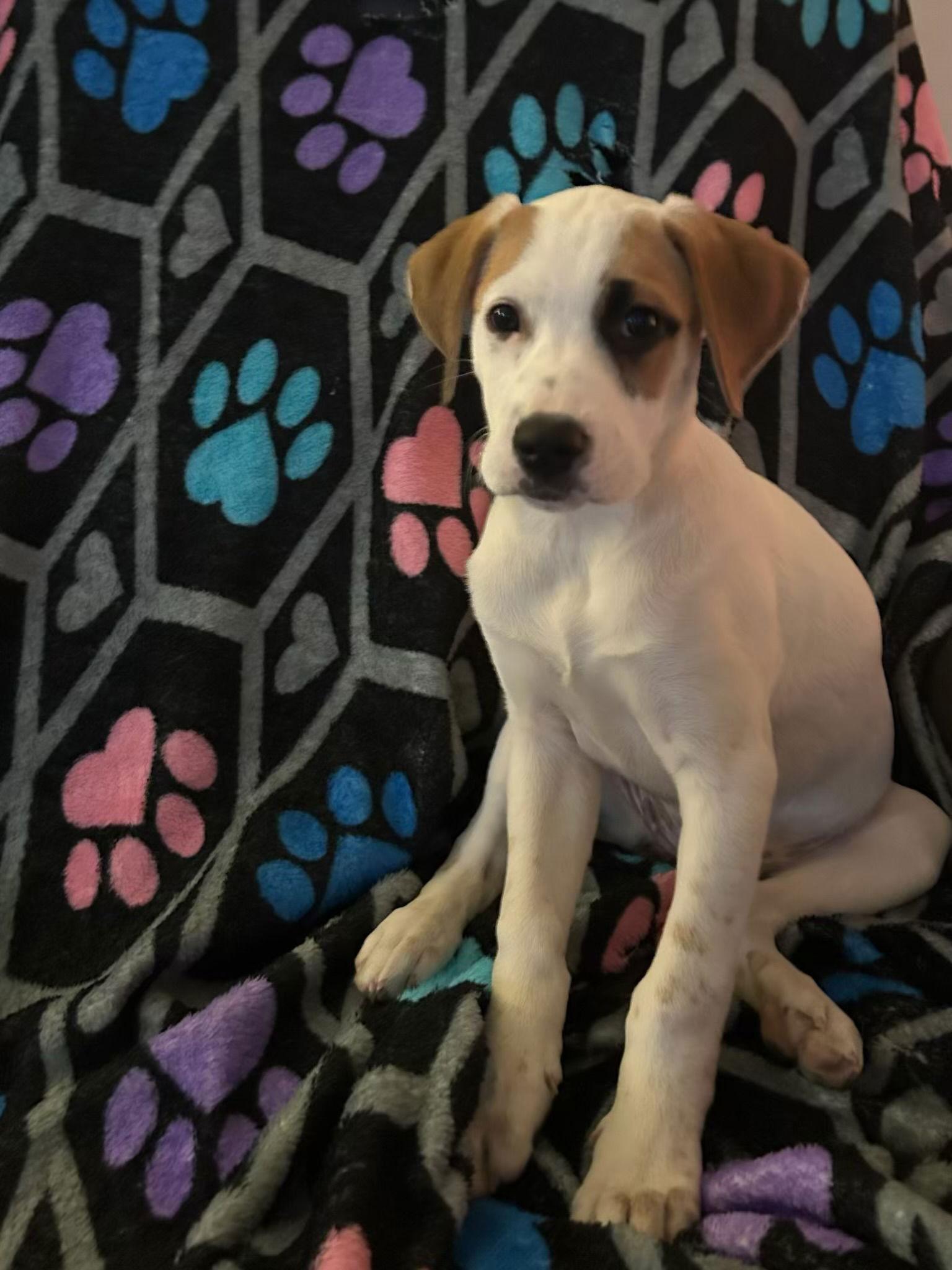 Enlarge Rosie, a Adoptable mixed breed in Barnhart, MO image 2/3