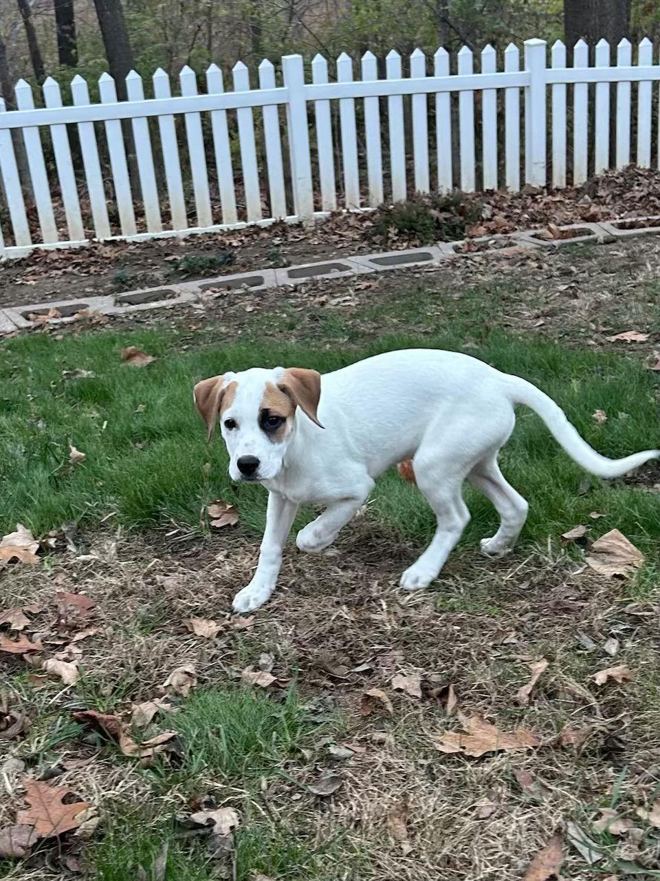 Enlarge Rosie, a Adoptable mixed breed in Barnhart, MO image 3/3