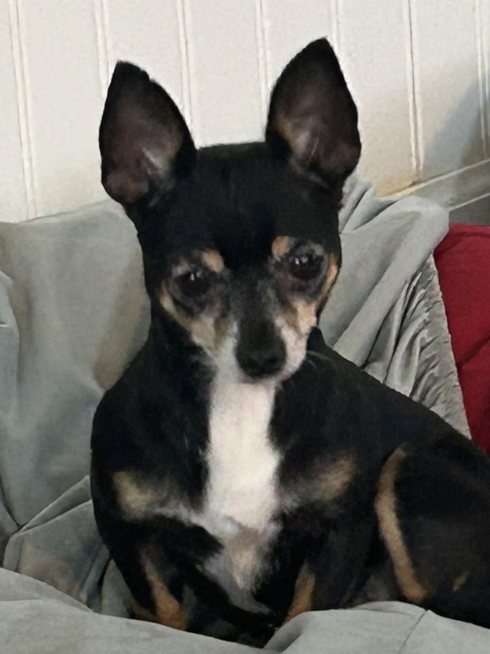 Enlarge Louise Oct 25 with Thelma Oct 25, a Adoptable Chihuahua in Pacolet, SC image 1/2