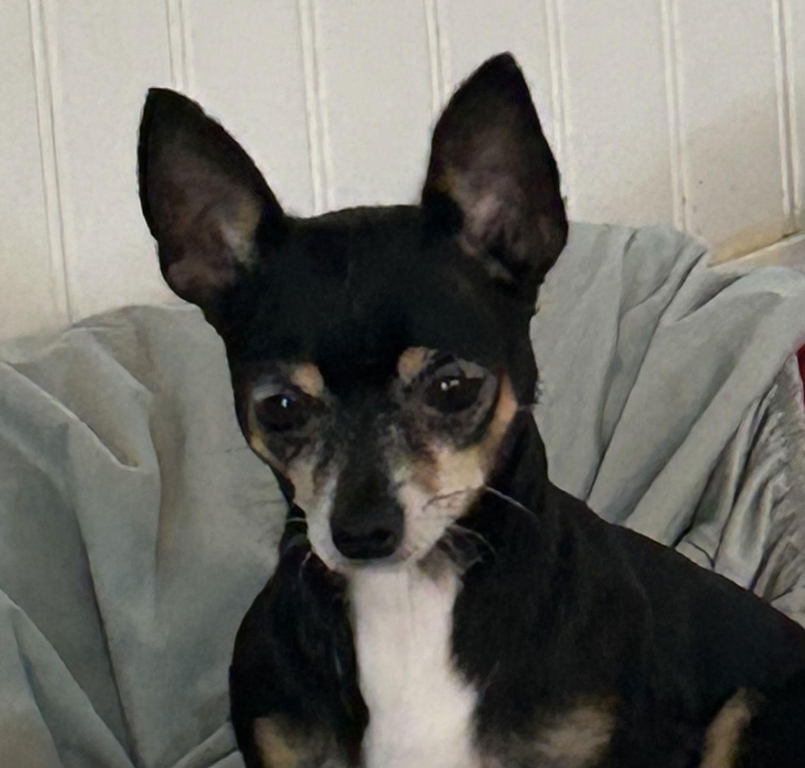 Enlarge Louise Oct 25 with Thelma Oct 25, a Adoptable Chihuahua in Pacolet, SC image 2/2