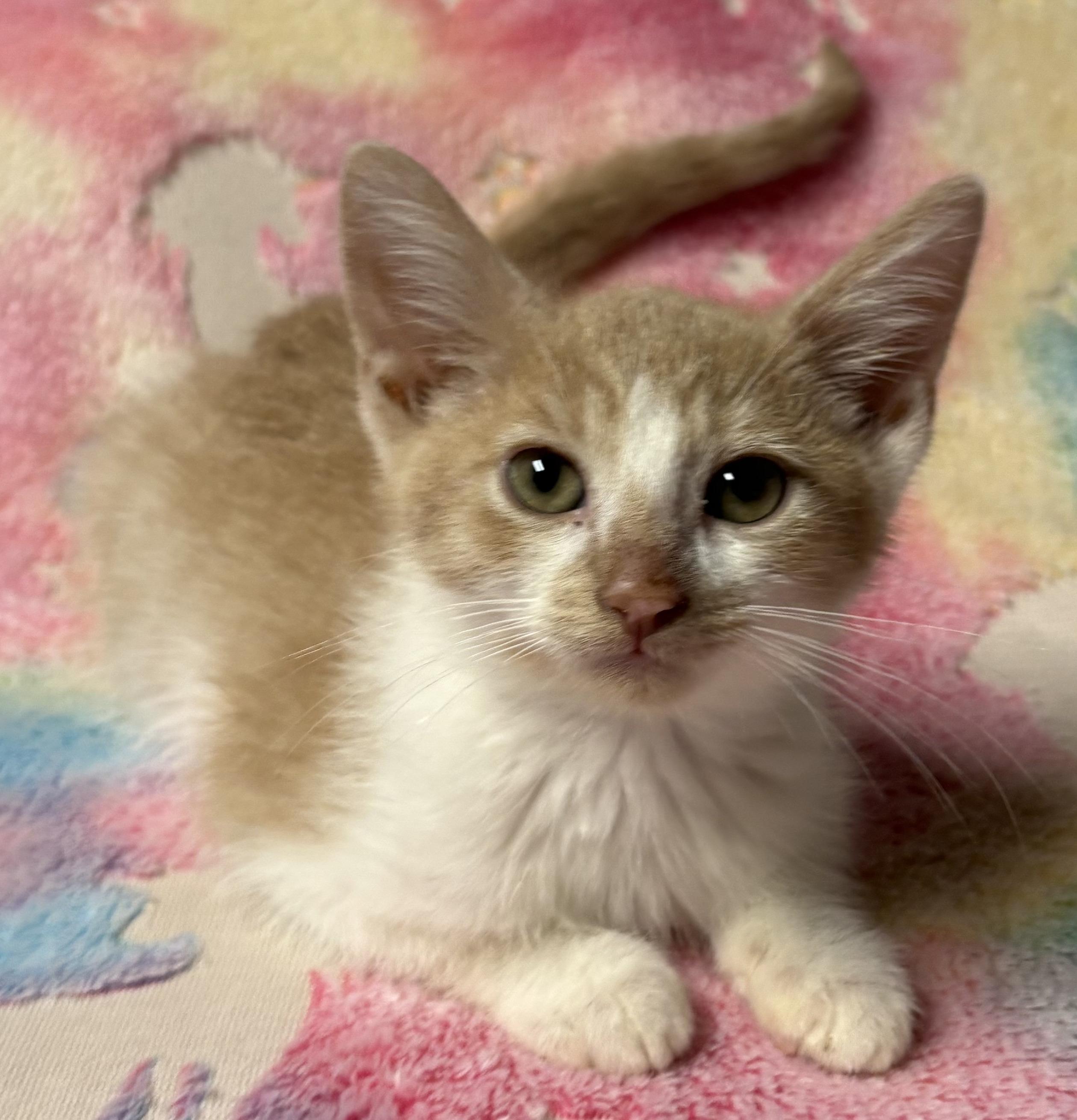 KUMQUAT, Baby Male Domestic Short Hair