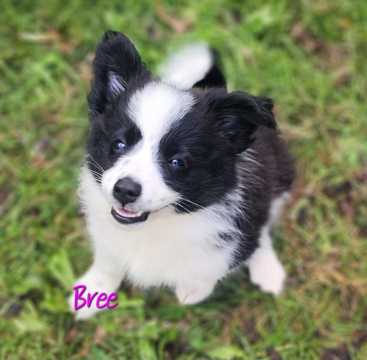 Bree