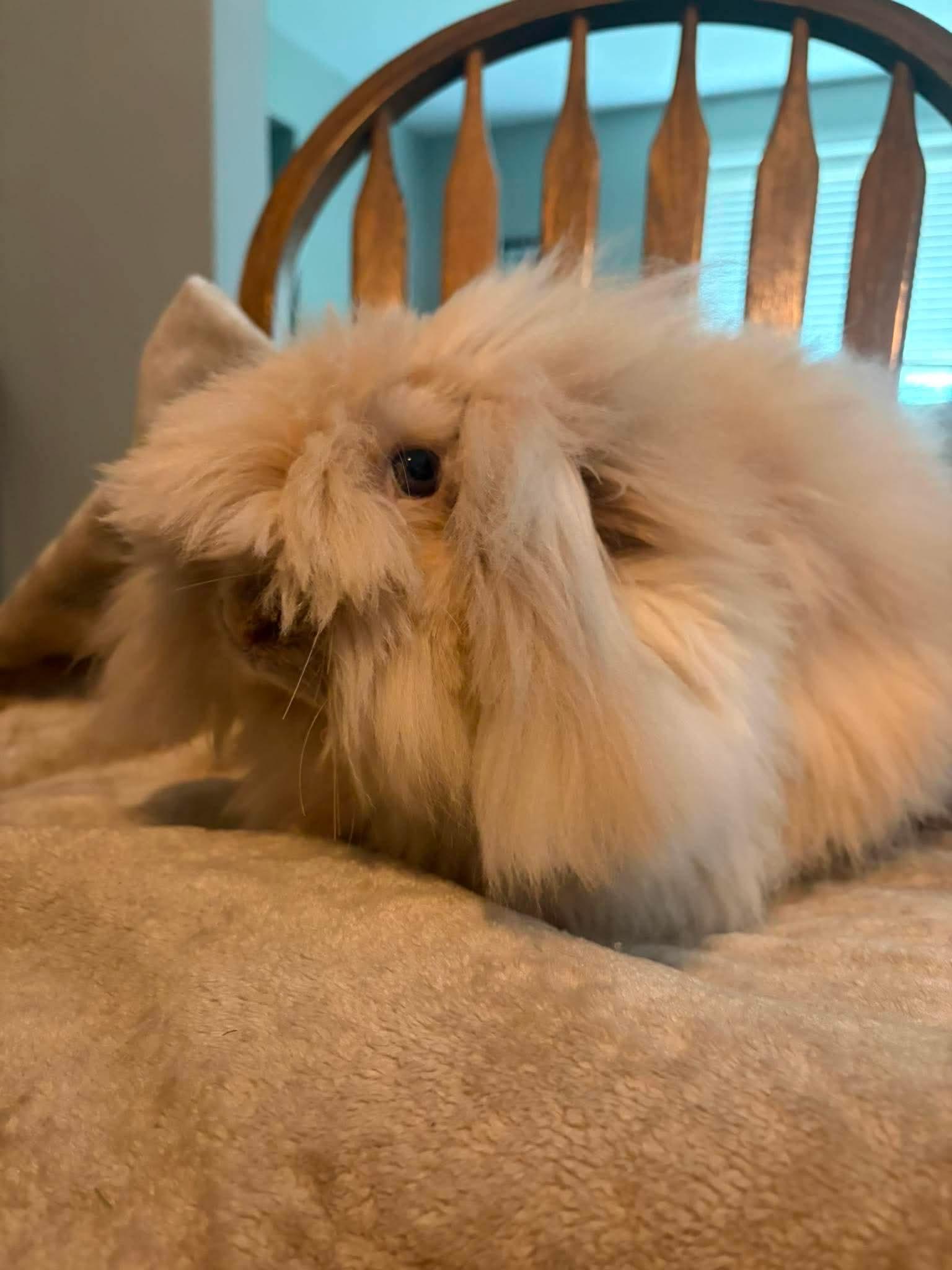 Rosie, Adoptable, Young Female Lionhead.