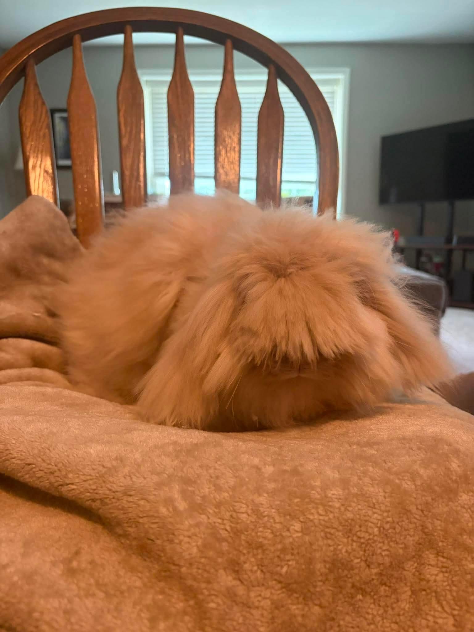 Rosie, a Adoptable Lionhead in Duluth, MN image 2/3