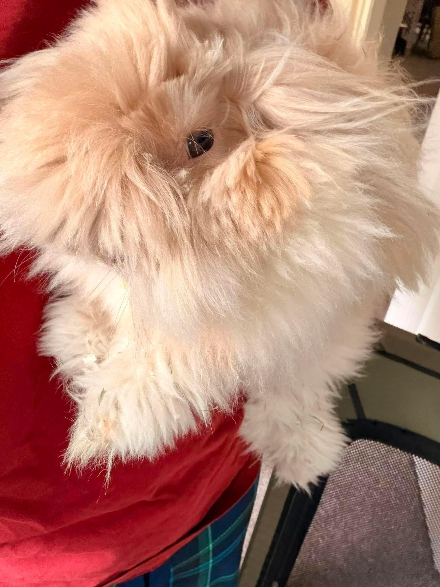 Rosie, a Adoptable Lionhead in Duluth, MN image 3/3