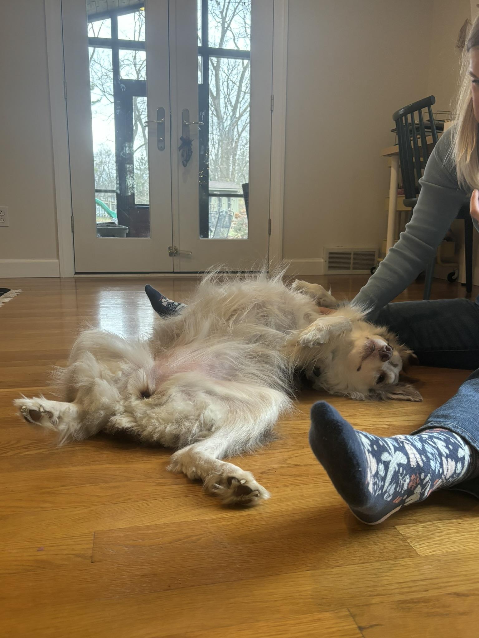 Mabel (Mae), a Adopted Australian Shepherd in NEWARK, OH image 2/6