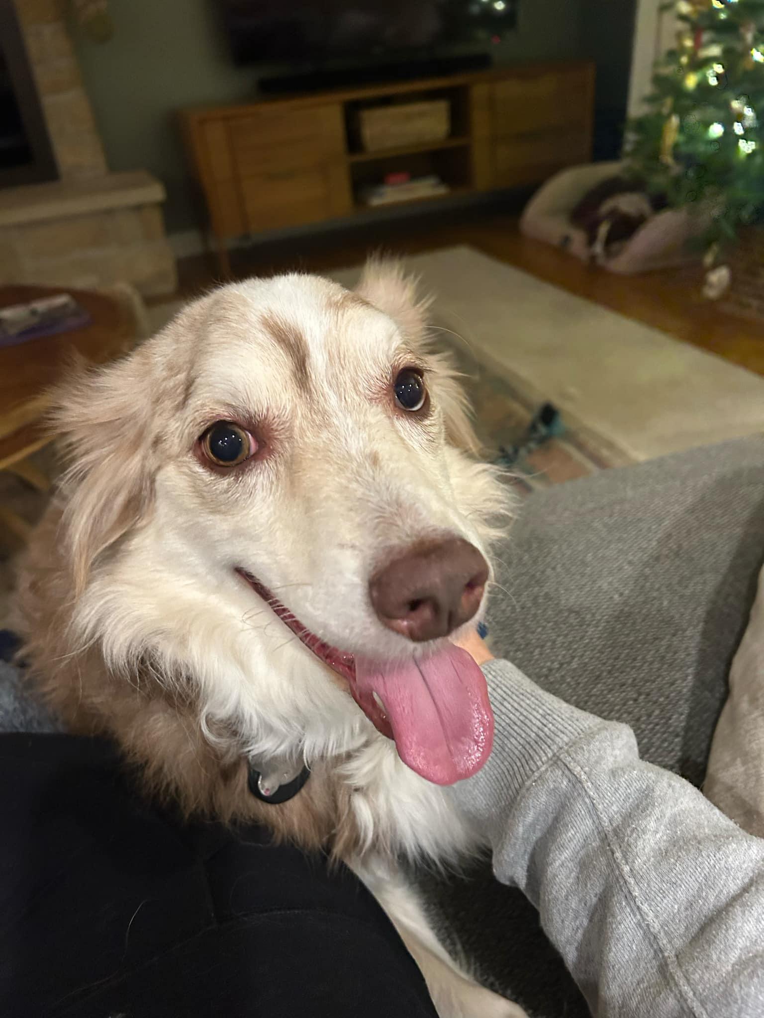 Mabel (Mae), a Adopted Australian Shepherd in NEWARK, OH image 3/6