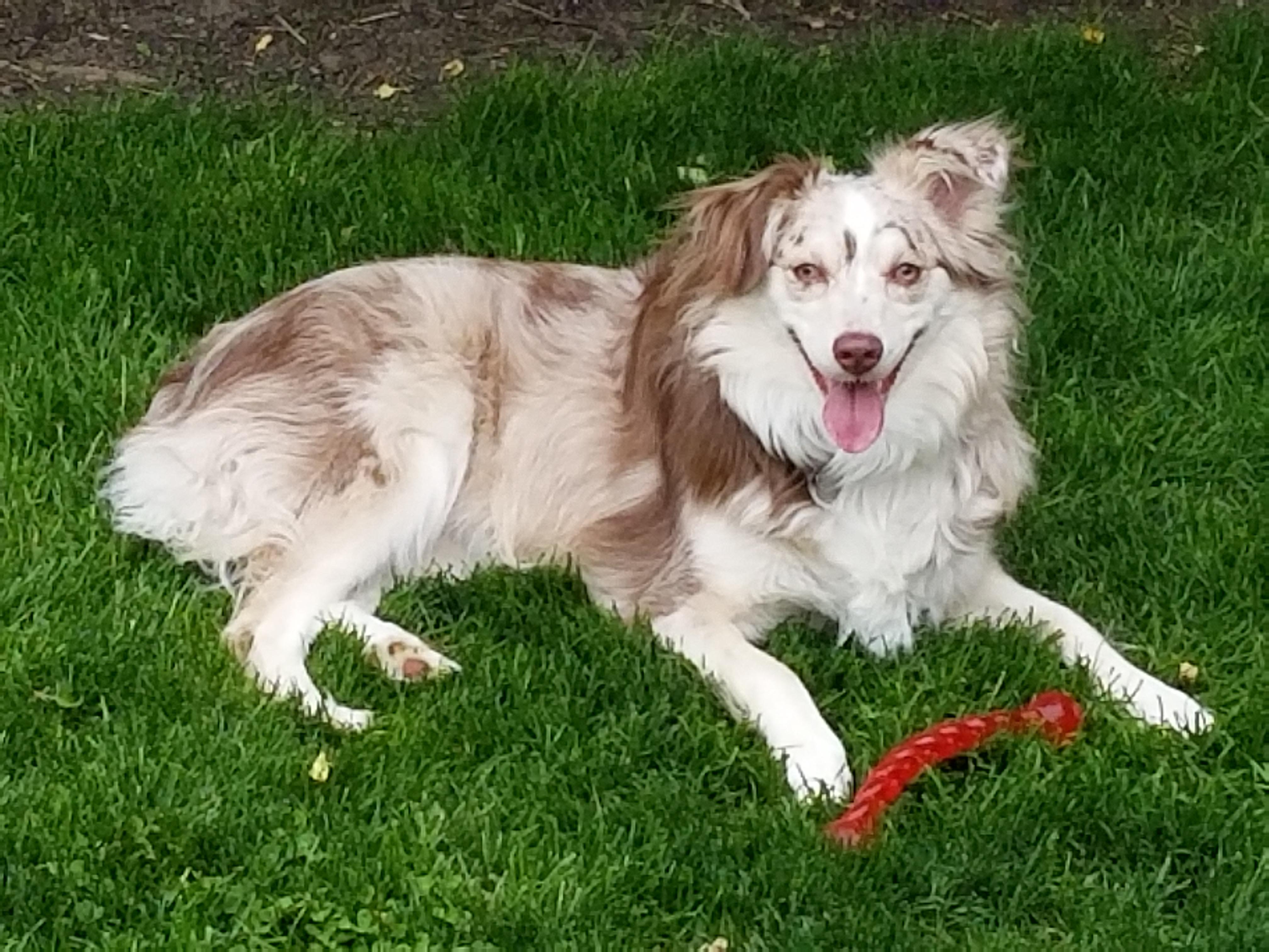 Mabel (Mae), a Adopted Australian Shepherd in NEWARK, OH image 1/6