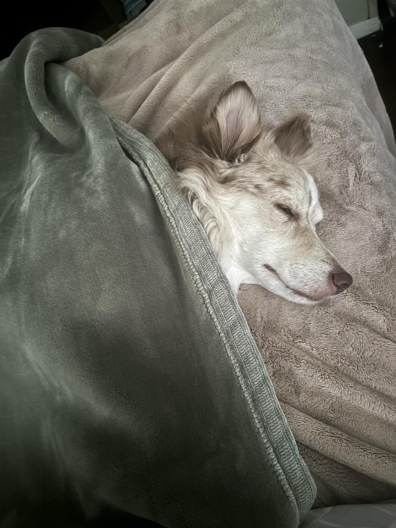 Mabel (Mae), a Adopted Australian Shepherd in NEWARK, OH image 4/6