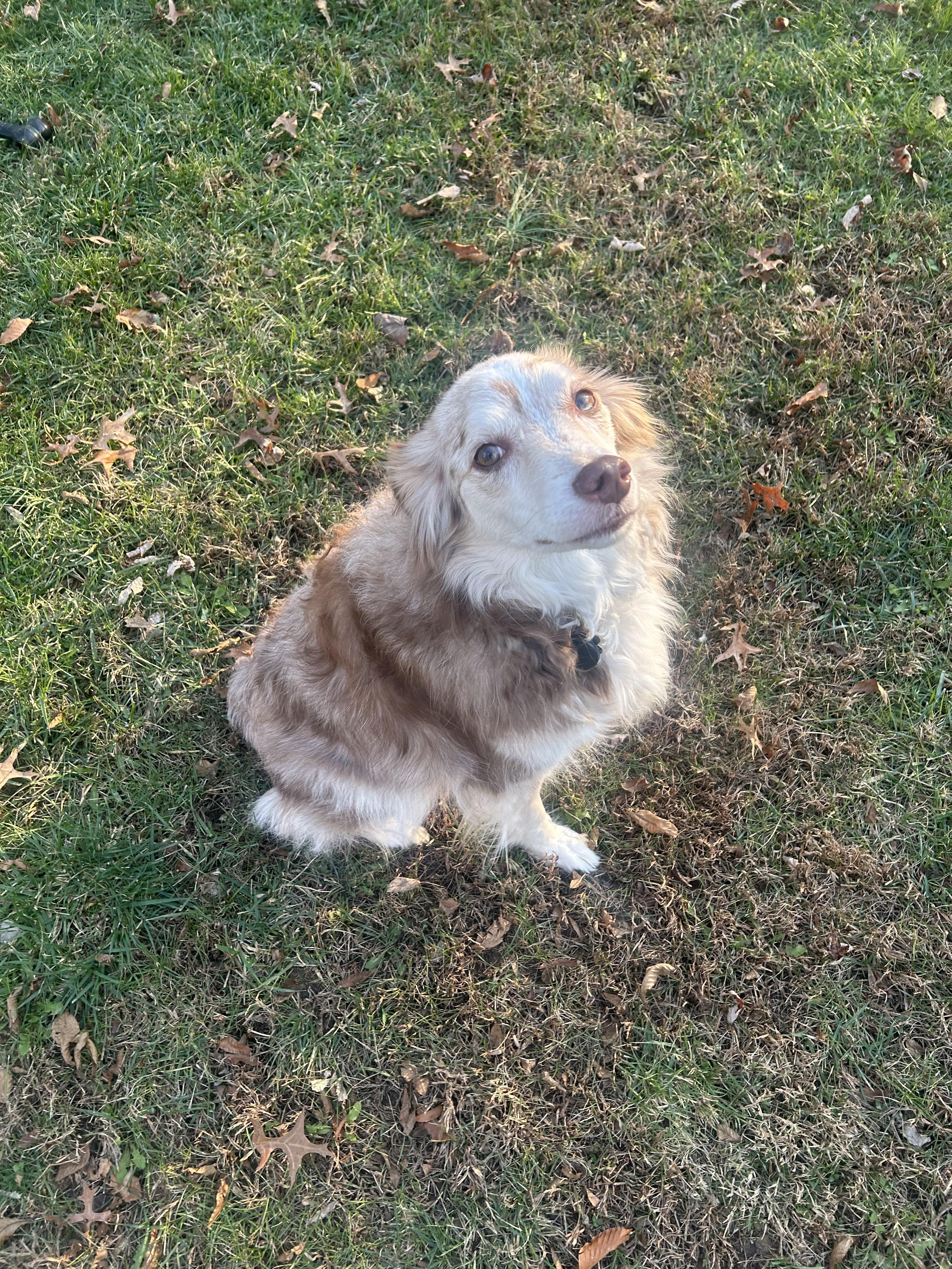 Mabel (Mae), a Adopted Australian Shepherd in NEWARK, OH image 5/6