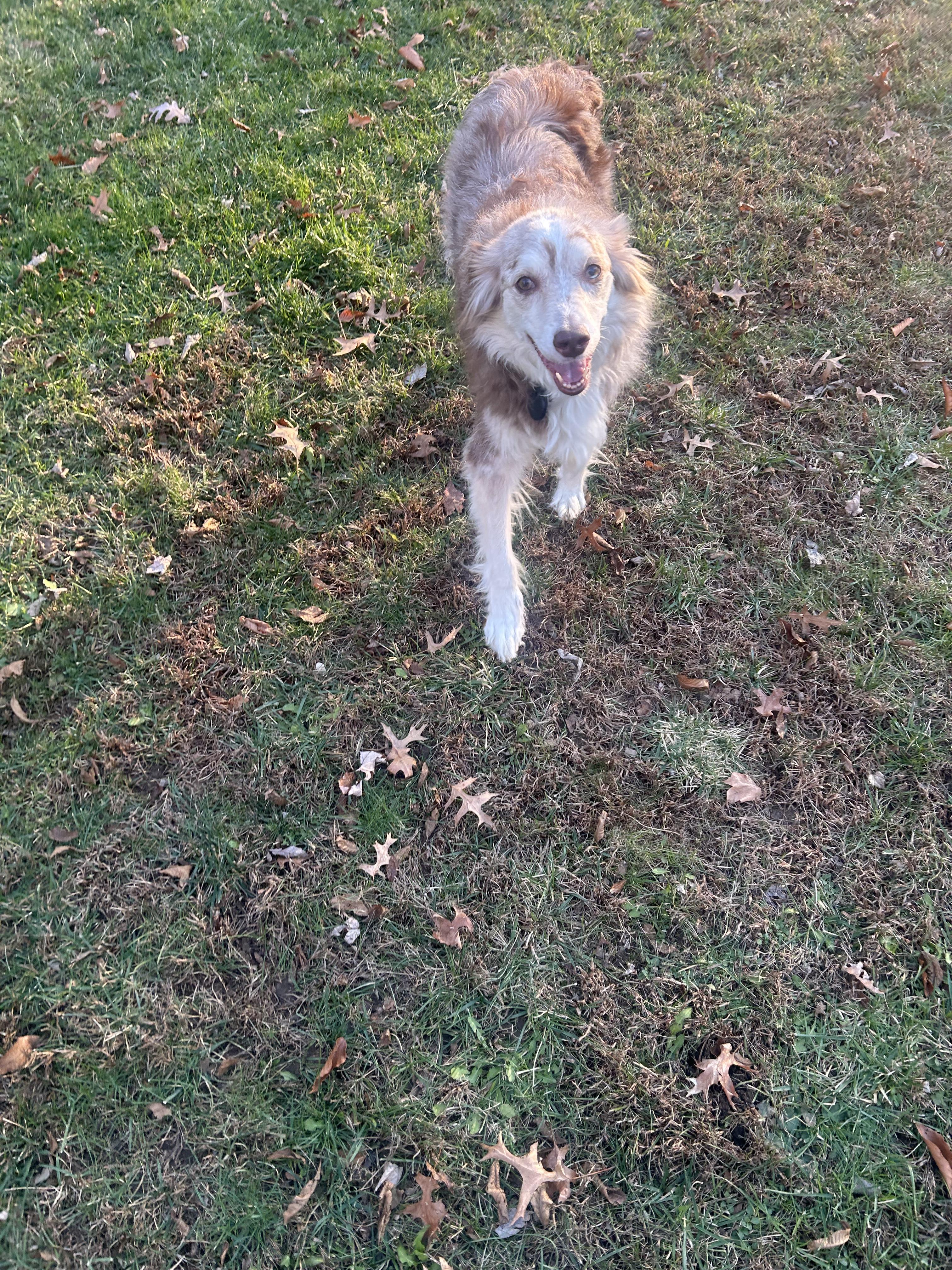 Mabel (Mae), a Adopted Australian Shepherd in NEWARK, OH image 6/6