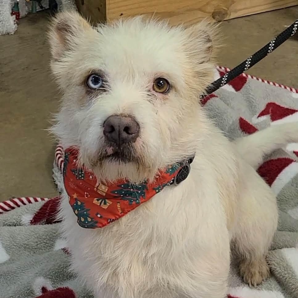 Enlarge Bolt, a ADOPTABLE mixed breed in Woolwich, ME image 4/4