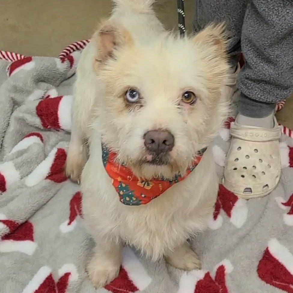 Enlarge Bolt, a ADOPTABLE mixed breed in Woolwich, ME image 1/4