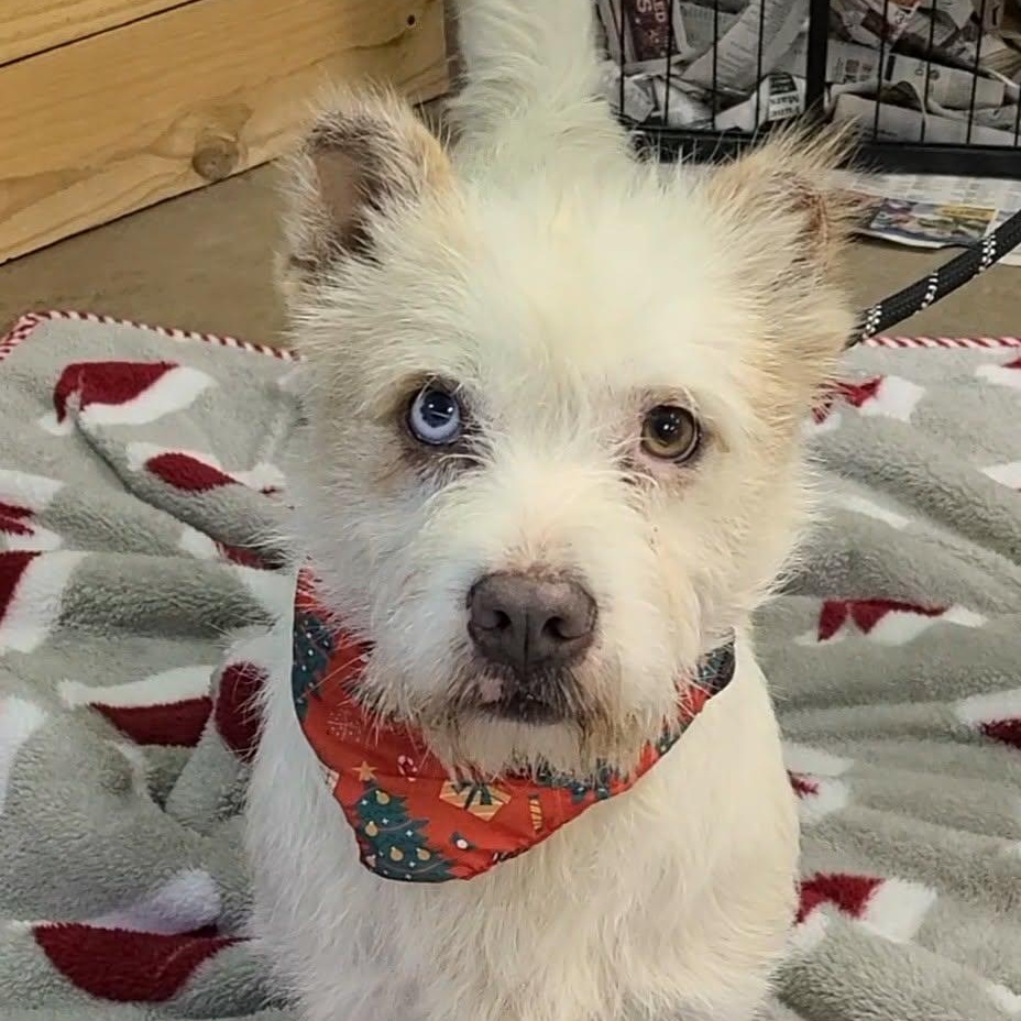 Enlarge Bolt, a ADOPTABLE mixed breed in Woolwich, ME image 2/4