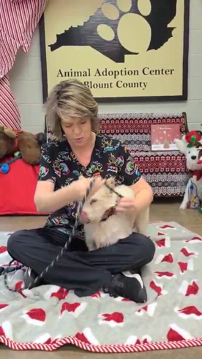 Enlarge Bolt, a ADOPTABLE mixed breed in Woolwich, ME video 3/4