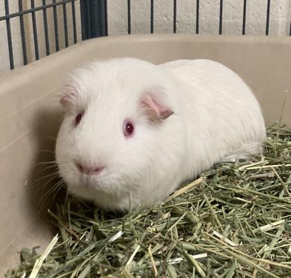 Oscar, Adoptable, Adult Male Guinea Pig & Guinea Pig.