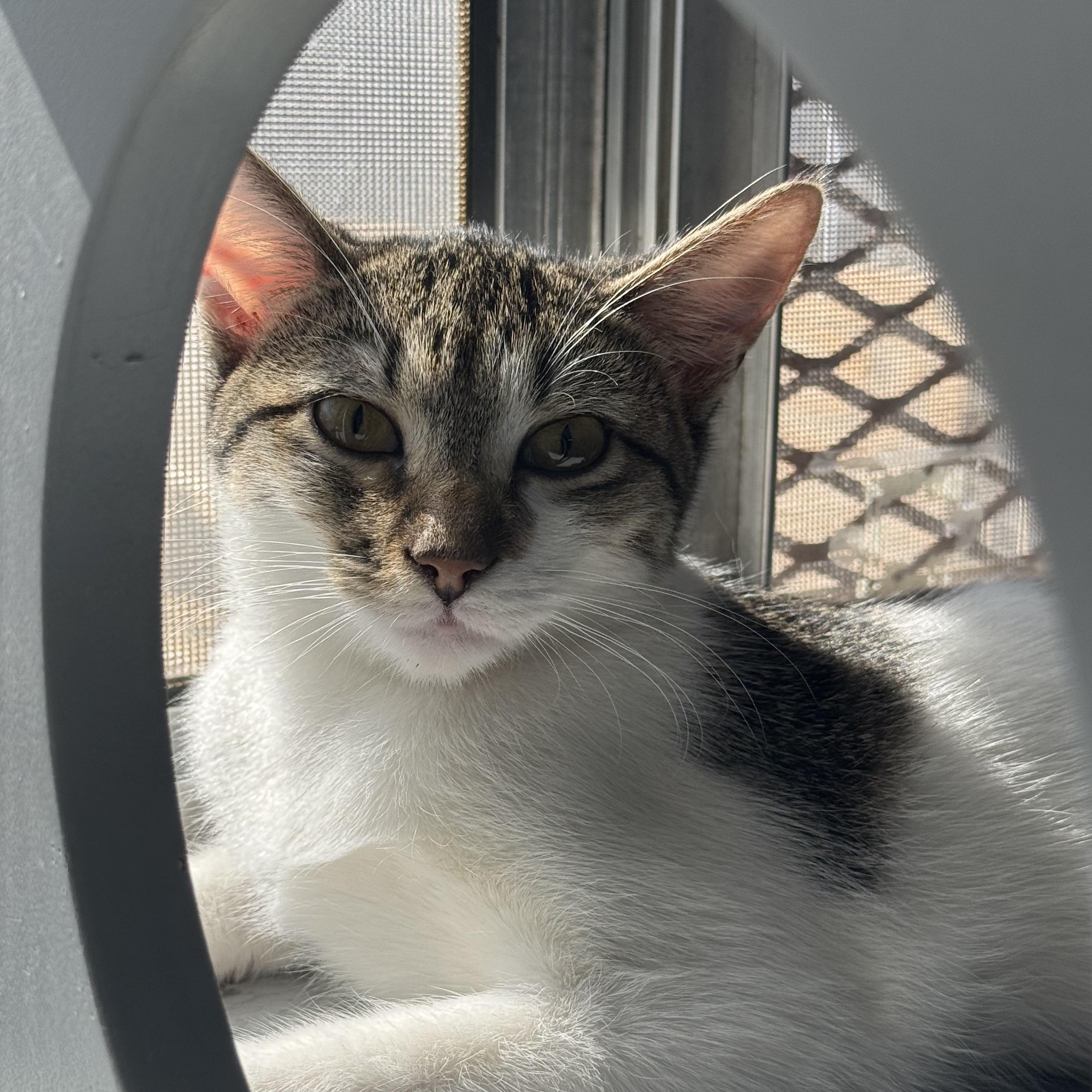 Poppy, a Adoptable Domestic Short Hair in Phoenix, AZ image 1/5