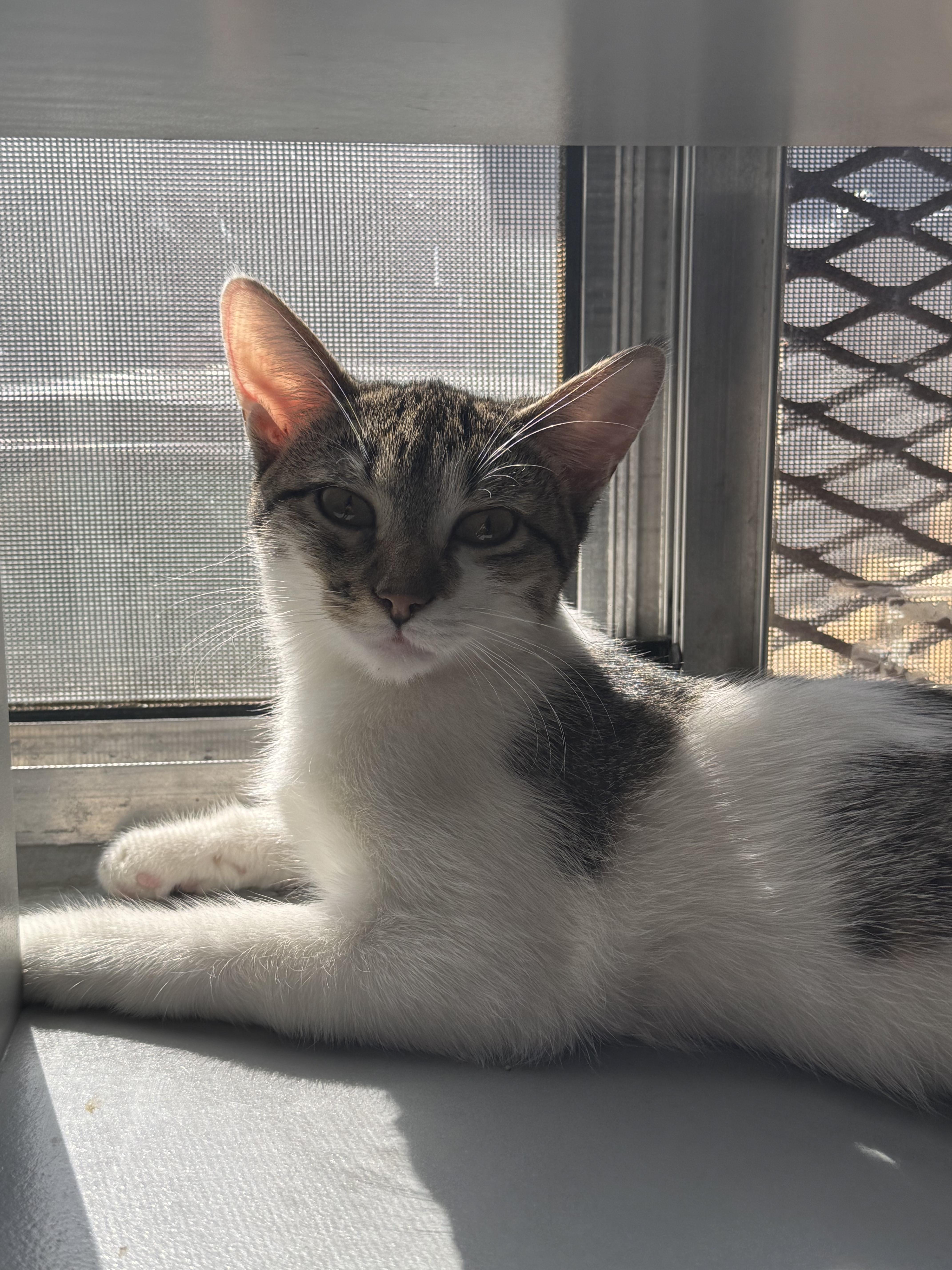 Poppy, a Adoptable Domestic Short Hair in Phoenix, AZ image 3/5