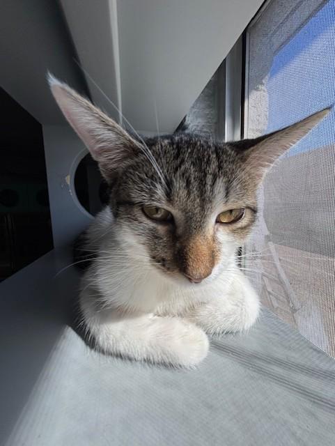 Poppy, a Adoptable Domestic Short Hair in Phoenix, AZ image 4/5