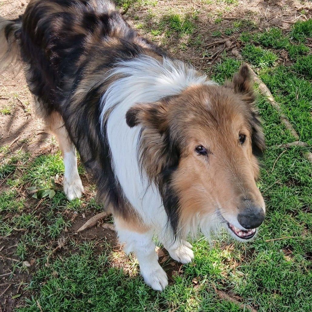 Yuan Bao, Senior Male Collie