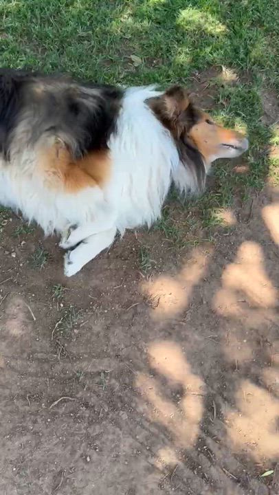 Enlarge Yuan Bao, a Adoptable Collie in Riverside, CA video 2/2