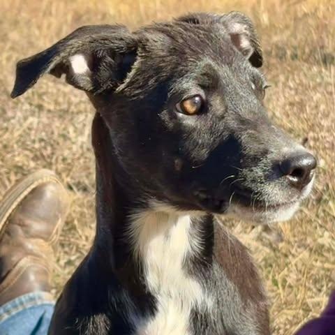 Enlarge Wednesday, a Adoptable mixed breed in Center Point, TX image 2/4