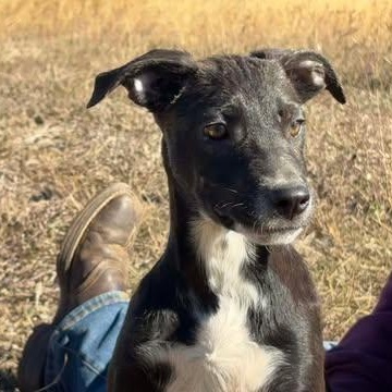Enlarge Wednesday, a Adoptable mixed breed in Center Point, TX image 1/4