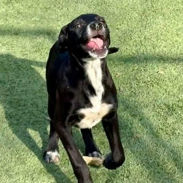 Enlarge Wednesday, a Adoptable mixed breed in Center Point, TX image 3/4