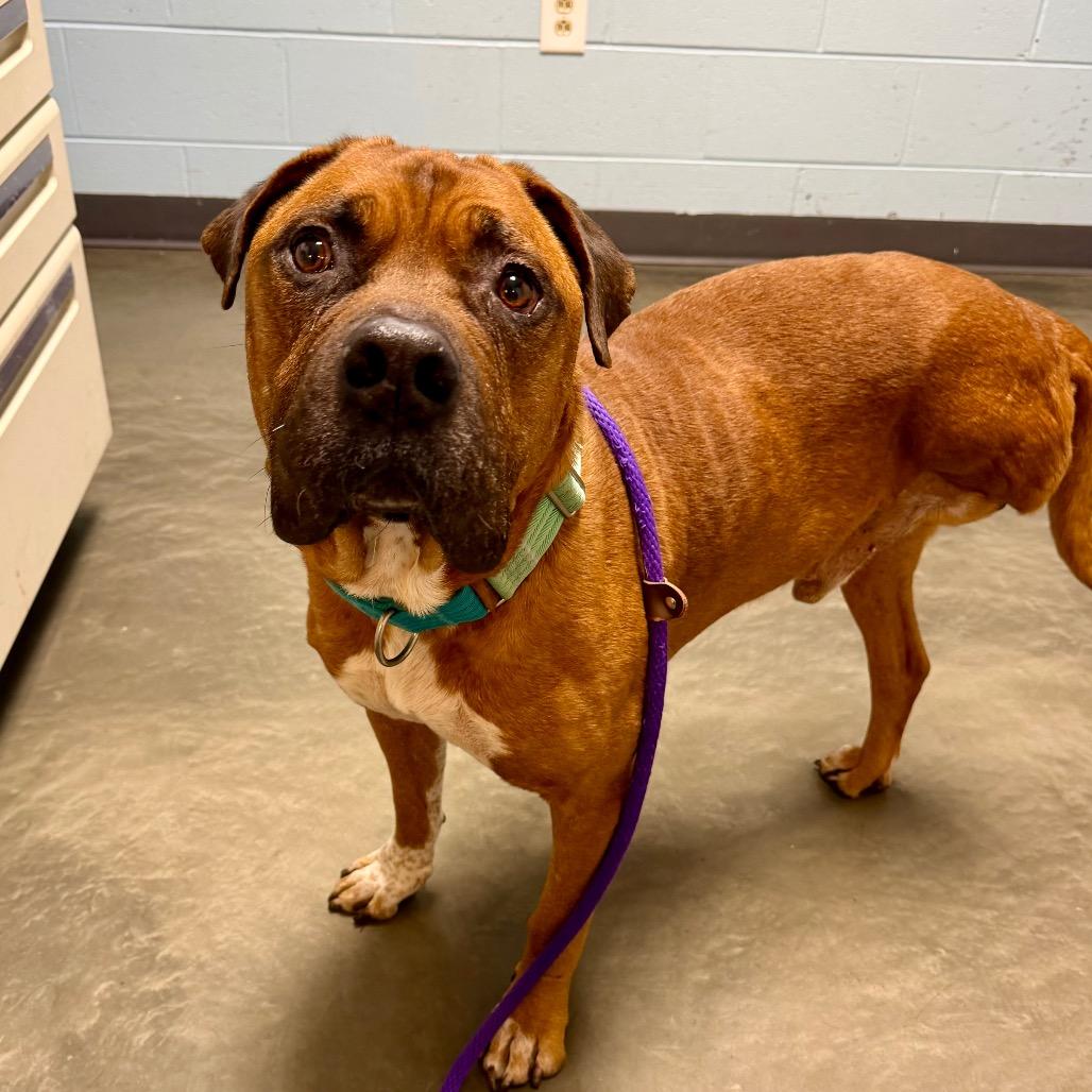 Hooch, Adoptable, Senior Male Mixed Breed.