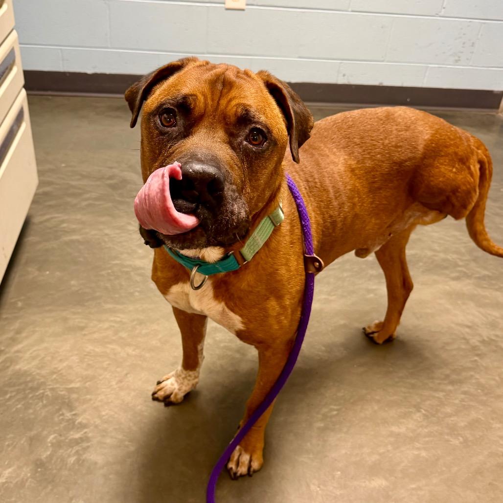 Enlarge Hooch, a Adoptable Mixed Breed in DeKalb, IL image 2/6