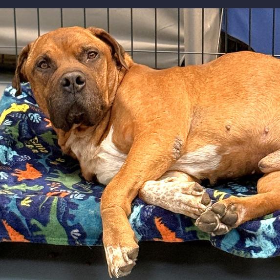 Enlarge Hooch, a Adoptable Mixed Breed in DeKalb, IL image 3/6