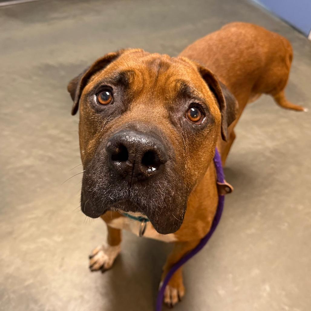 Enlarge Hooch, a Adoptable Mixed Breed in DeKalb, IL image 4/6