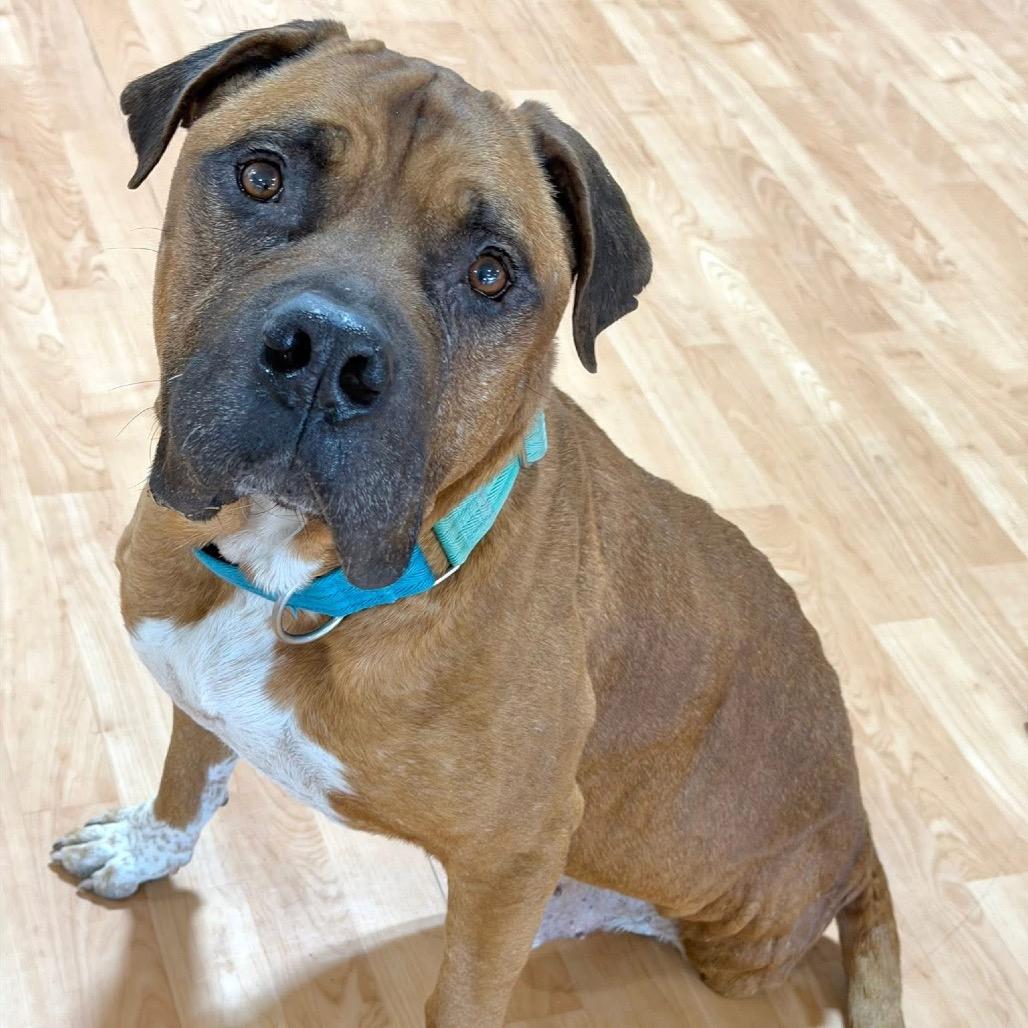 Enlarge Hooch, a Adoptable Mixed Breed in DeKalb, IL image 5/6