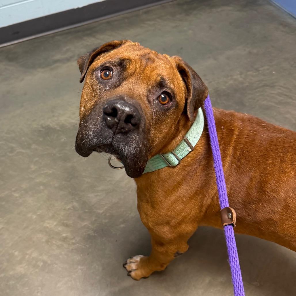 Enlarge Hooch, a Adoptable Mixed Breed in DeKalb, IL image 6/6