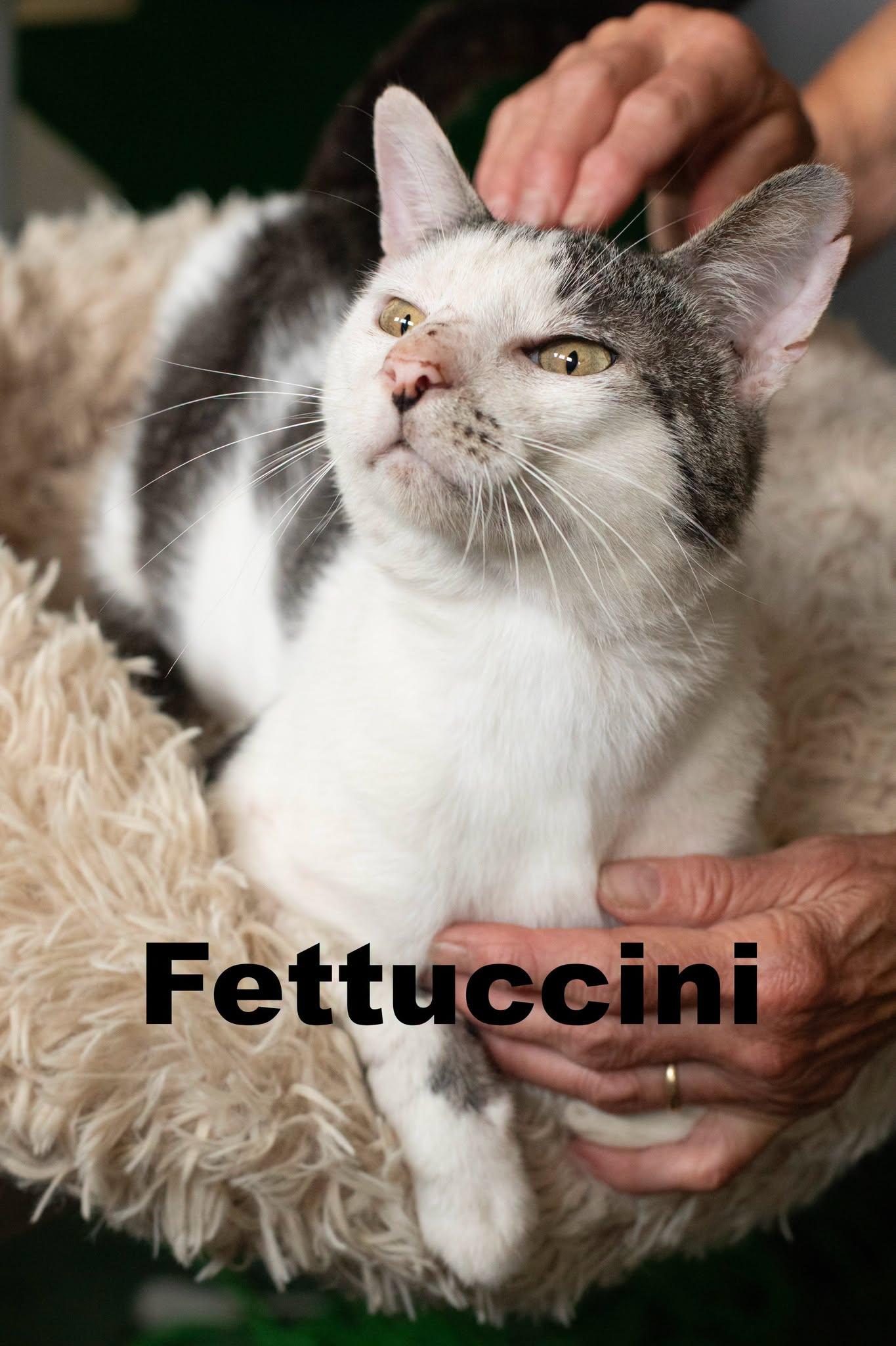 Fettuccini, Adoptable, Adult Male Domestic Short Hair.