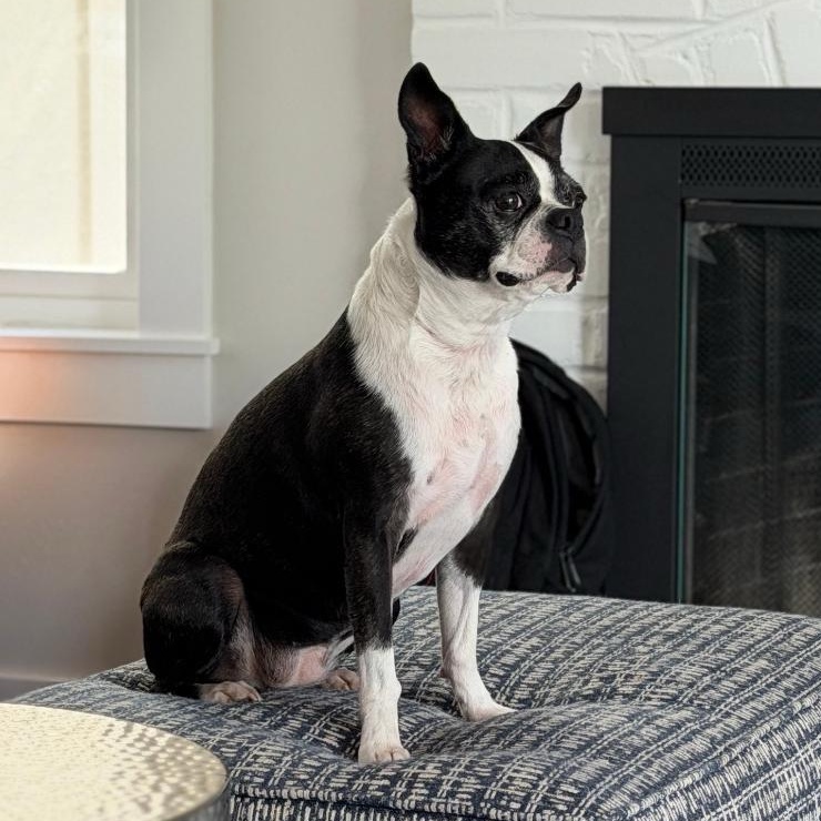 Allie in CO, Adoptable, Adult Female Boston Terrier.
