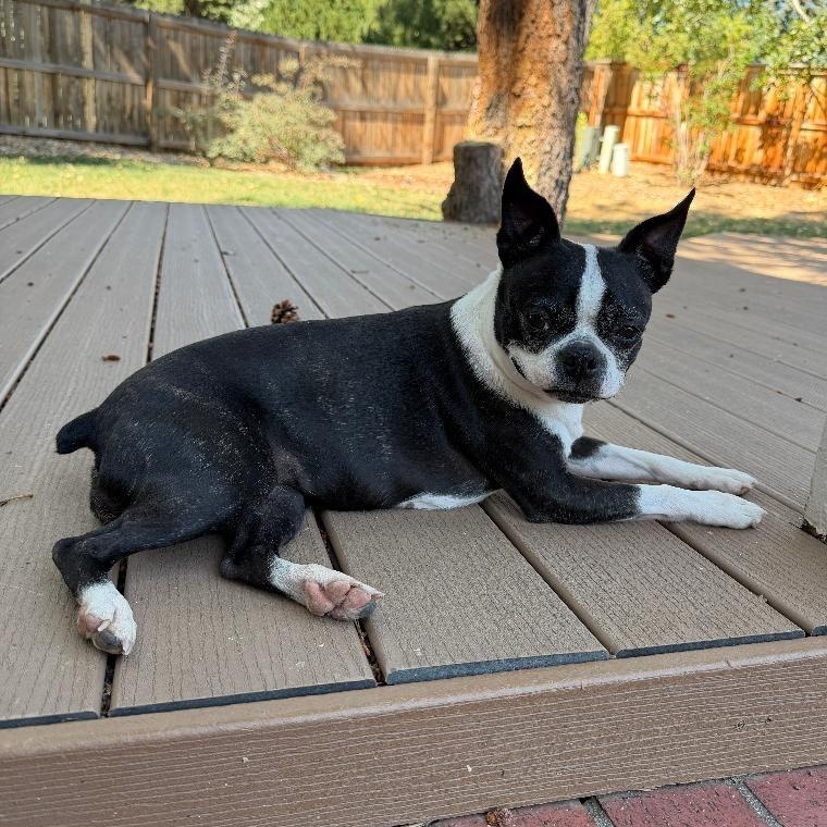 Enlarge Allie in CO, a Adoptable Boston Terrier in Littleton, CO image 3/4