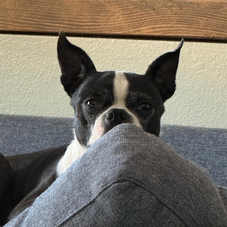 Enlarge Allie in CO, a Adoptable Boston Terrier in Littleton, CO image 2/4