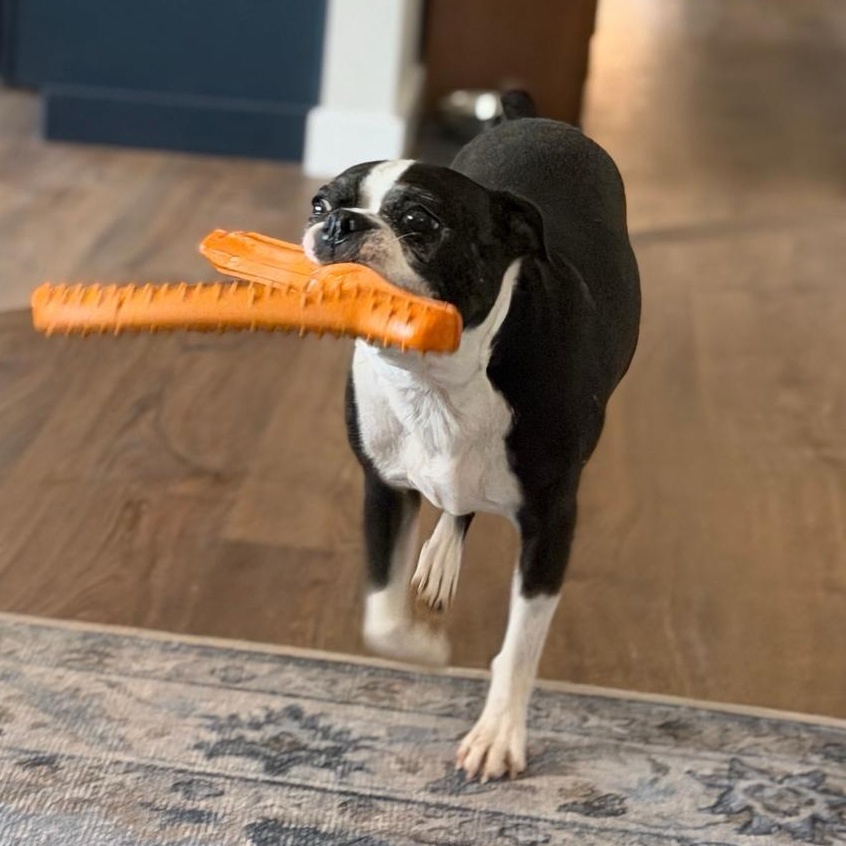 Enlarge Allie in CO, a Adoptable Boston Terrier in Littleton, CO image 4/4
