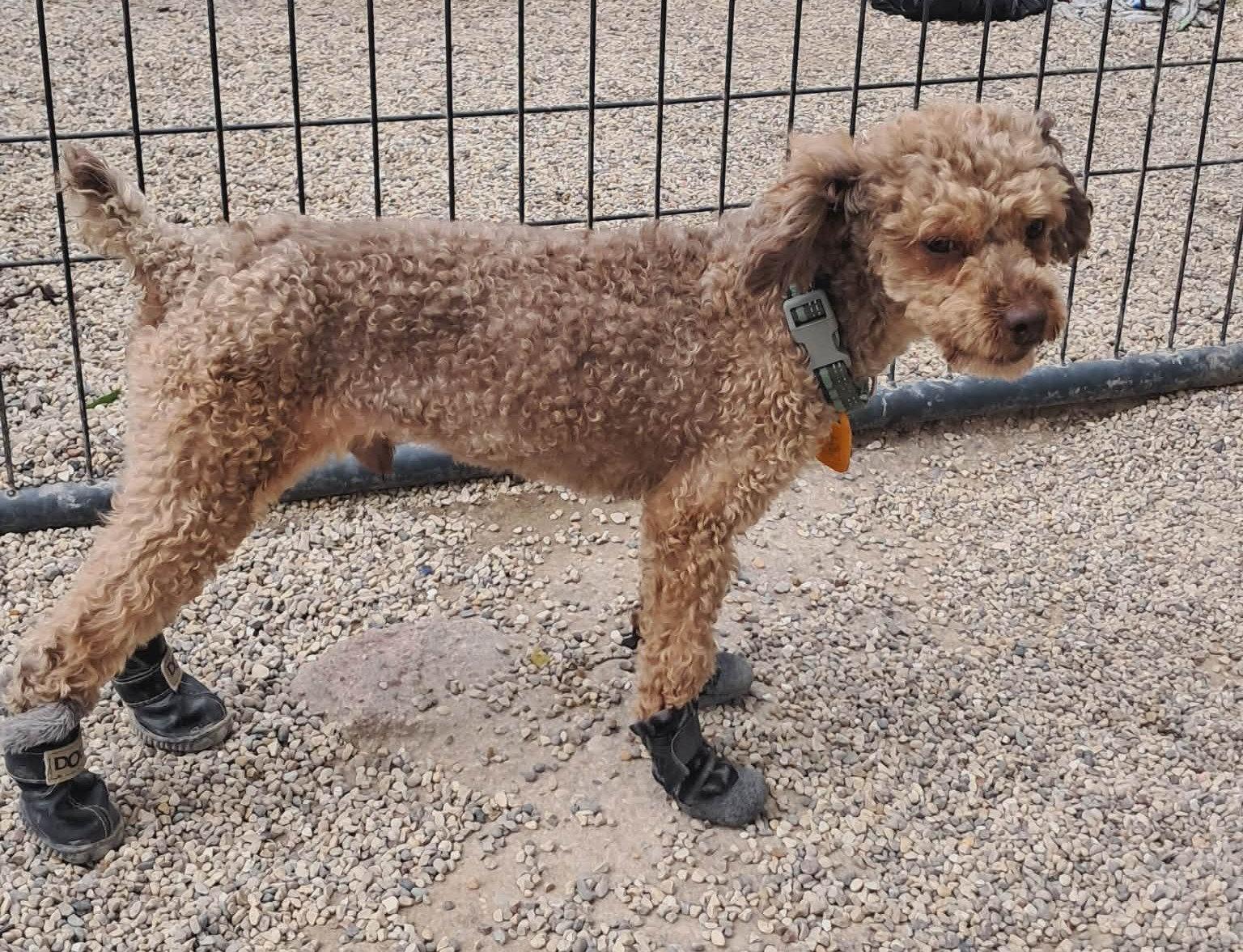 Linden, Adoptable, Adult Male Poodle.