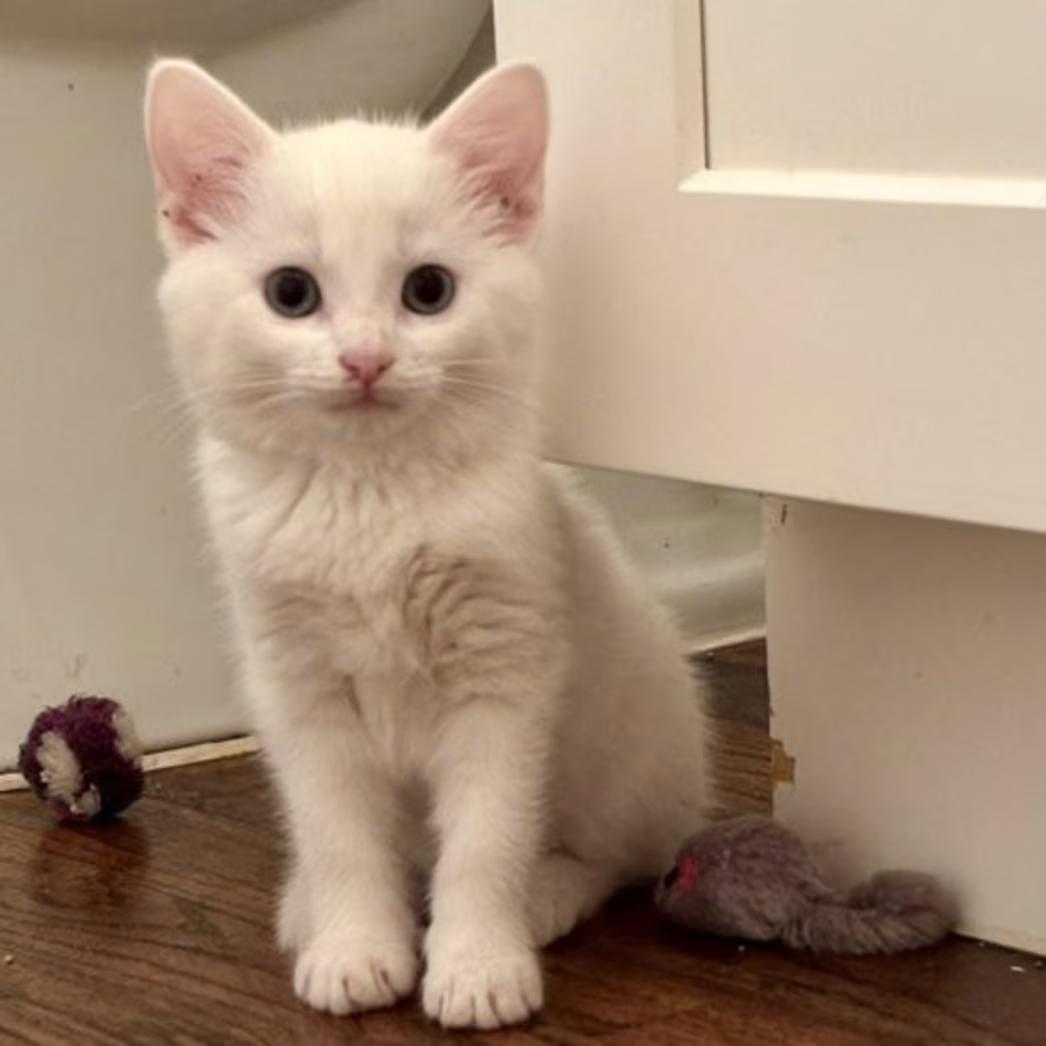 Enlarge Cadence - EXT NBCR, a ADOPTABLE Domestic Short Hair in Dallas, TX image 1/2