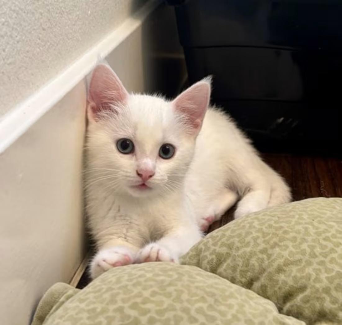 Enlarge Cadence - EXT NBCR, a ADOPTABLE Domestic Short Hair in Dallas, TX image 2/2