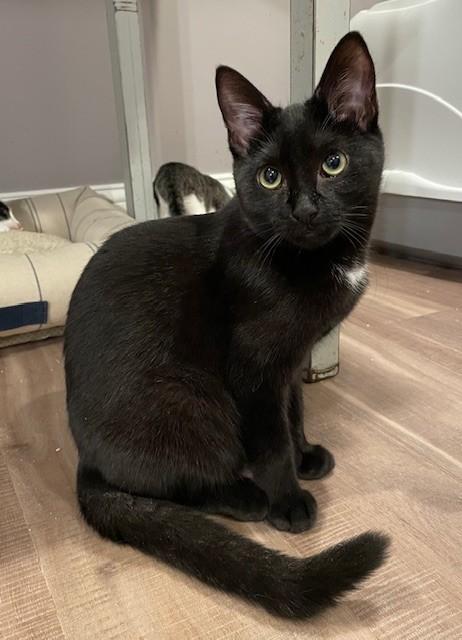 Patience (LE), Adoptable, Kitten Female Domestic Short Hair.